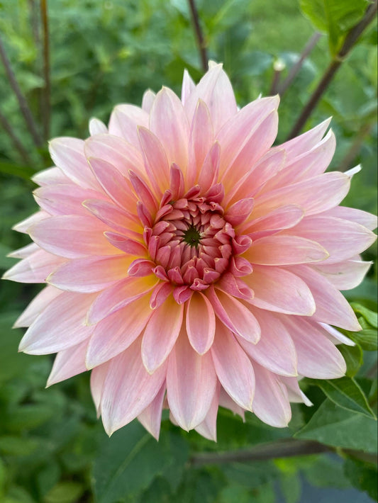 Pink dahlia flower with green leaves in the background
