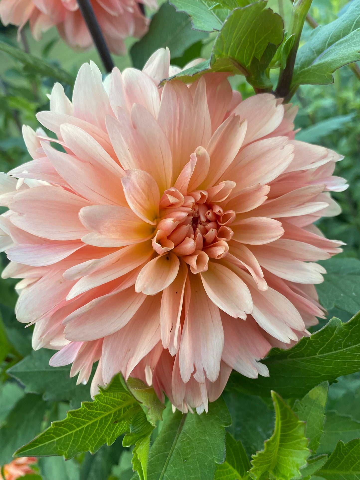 EA-25-PP Dahlia Tuber Informal Decorative Light Peach 5" Blooms