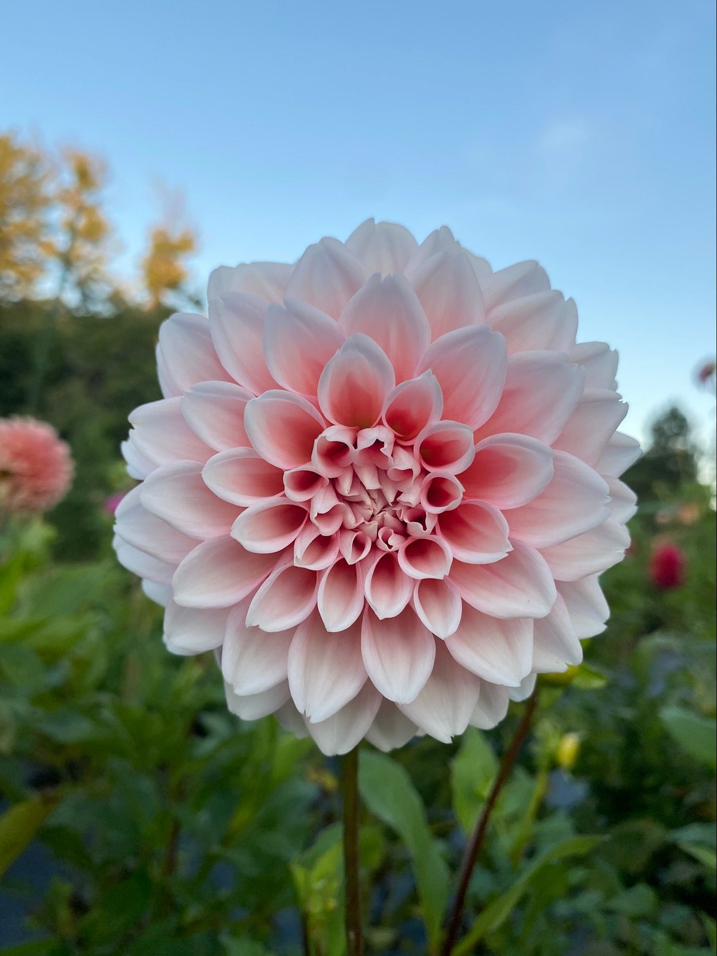 Pink dahlia flower with a blurred natural background