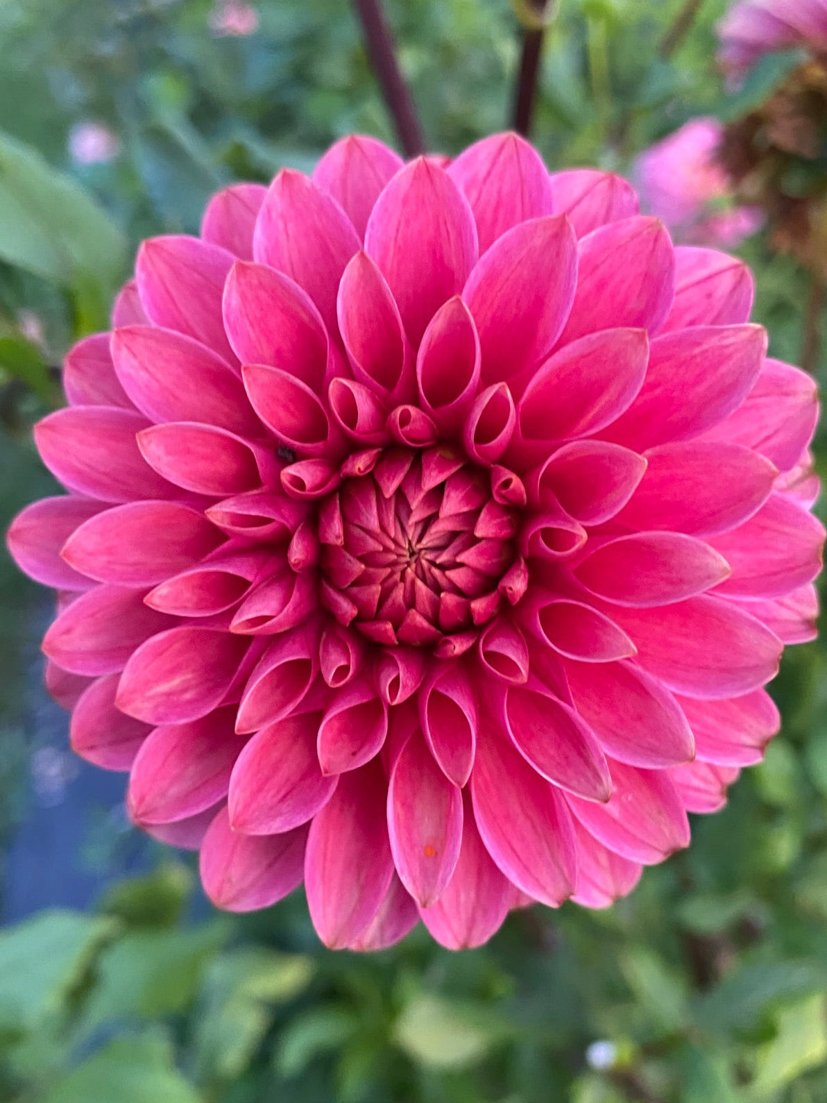 Close-up of a pink flower with a blurred green background