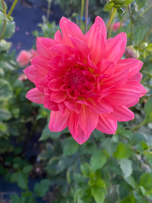 Ferncliff Tropics Dahlia Tuber – Coral Peach Semi-Cactus Light Blend 6–8" Blooms