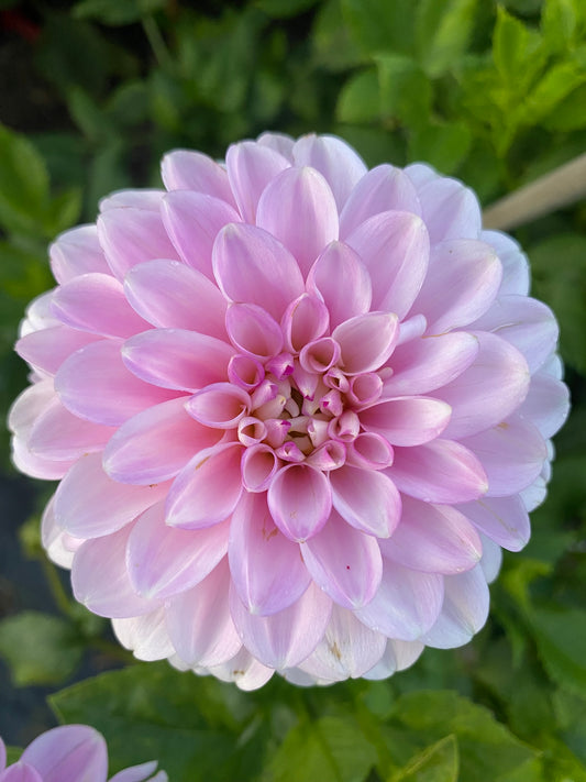 Sweet Love Dahlia Tuber Small Formal Decorative Pink 4–5" Blooms