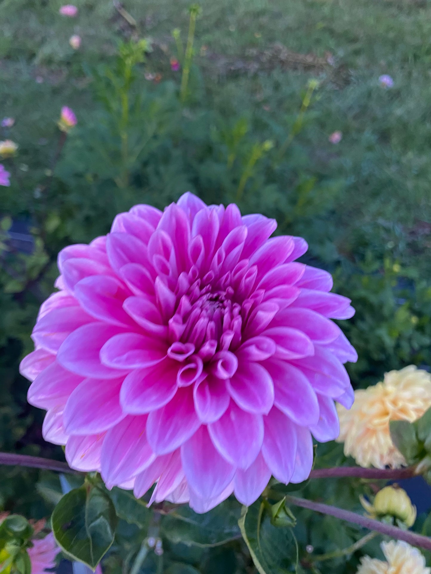 EA-25-PI Dahlia Tuber Formal Decorative Purple-Pink 6" Blooms