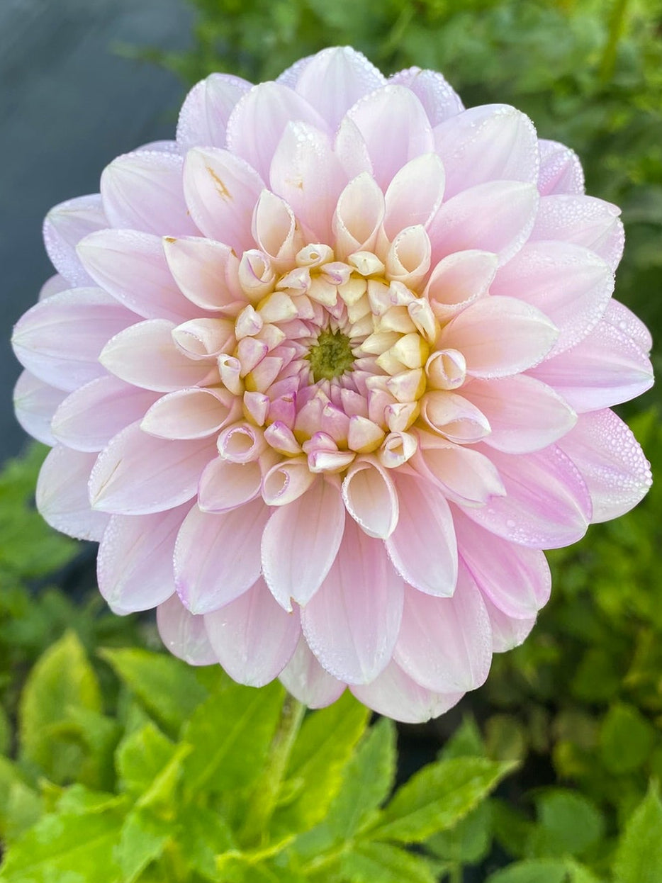 Pink flower with green leaves in a garden setting