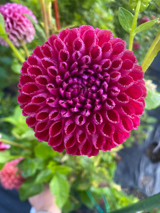 Ken’s Choice Dahlia Tuber Ball Dark Red 3–4" Blooms