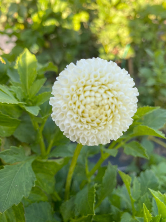 Tiny Treasure Dahlia Tuber Pompon White 1.5" Blooms