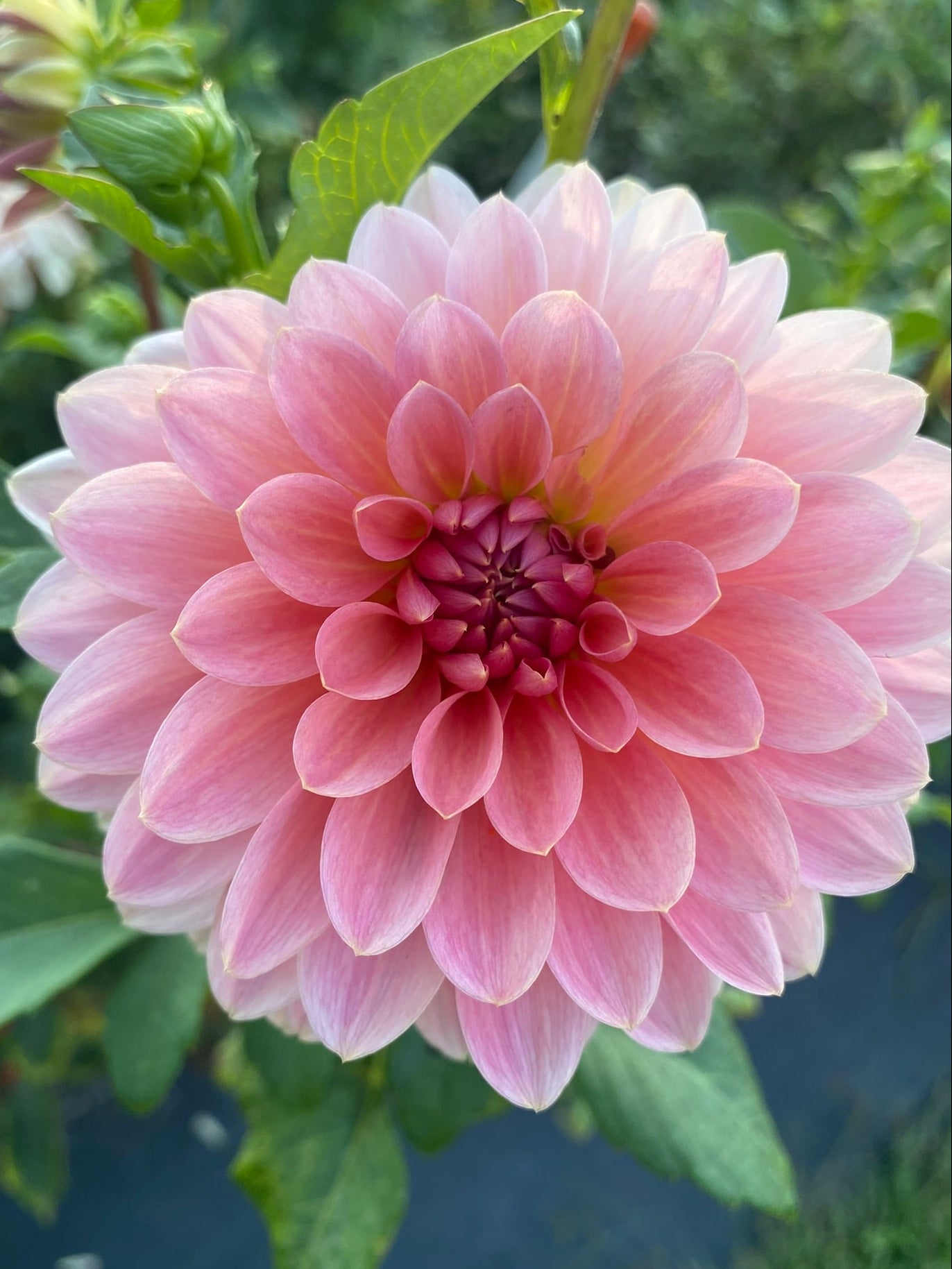 Pink dahlia flower with green leaves in the background