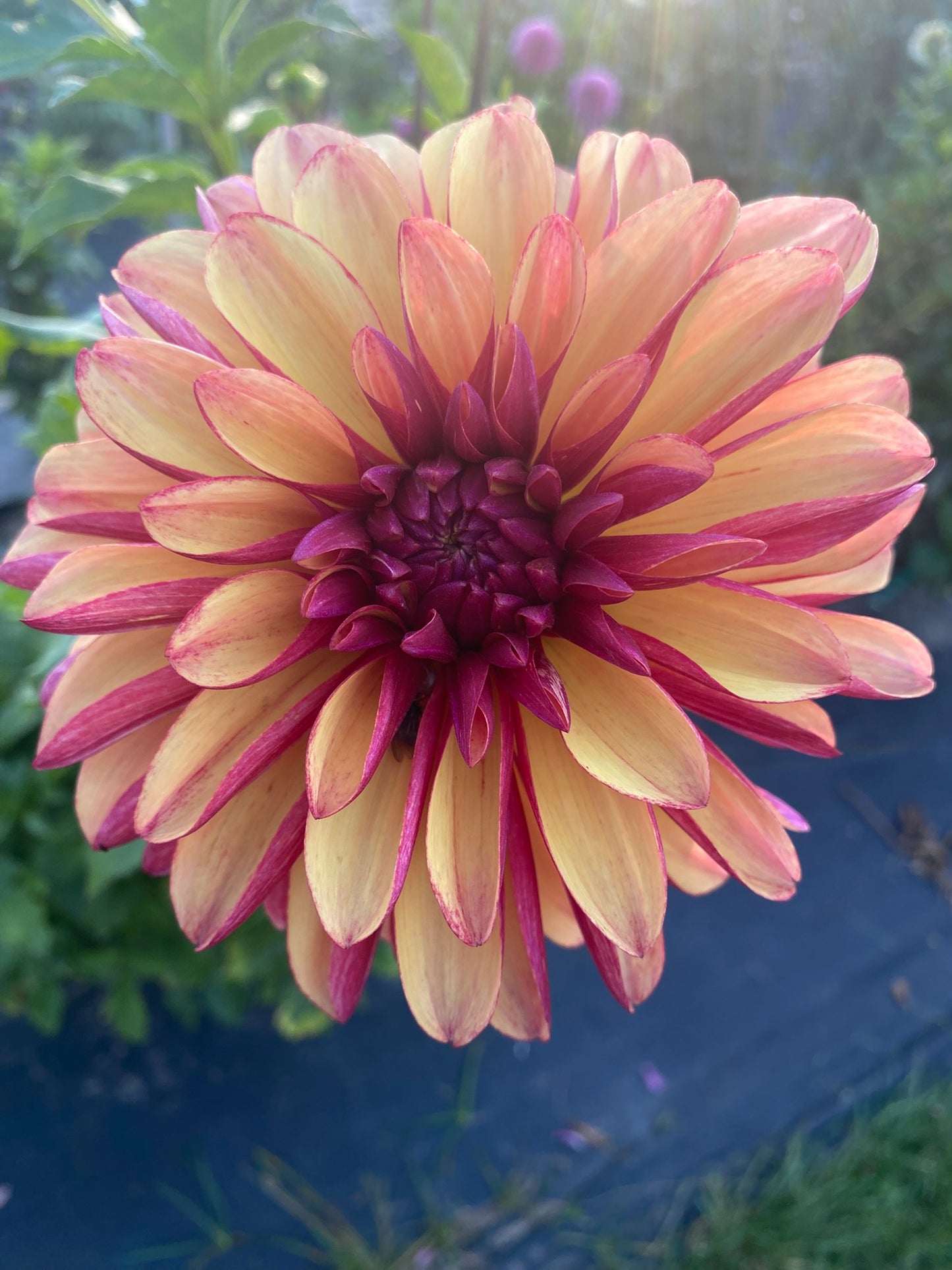 Gitts Crazy Dahlia Tuber Stellar Dark Blend 4–6" Blooms