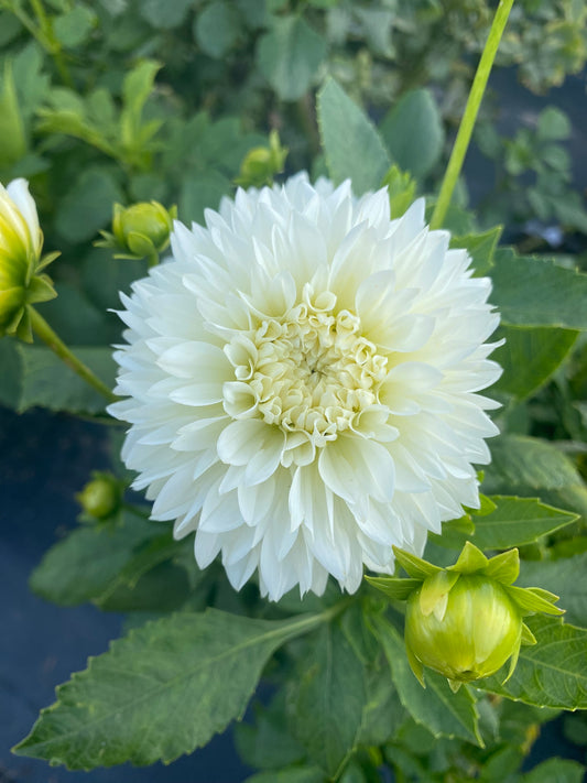 Gitts Attention Dahlia Tuber Informal Decorative White 6–8" Blooms