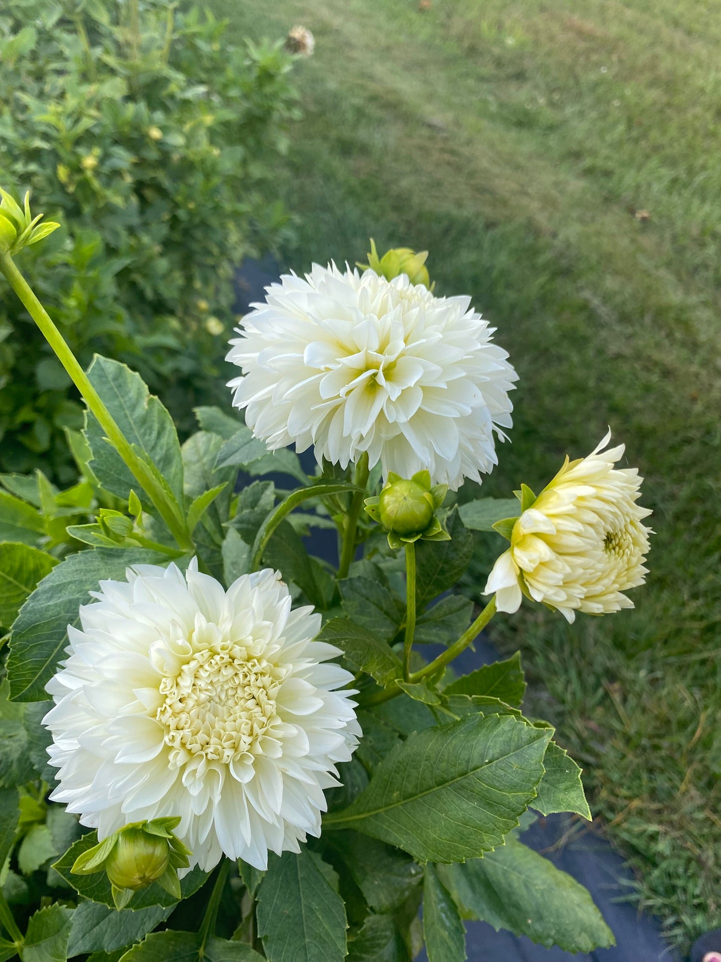 Gitts Attention Dahlia Tuber Informal Decorative White 6–8" Blooms
