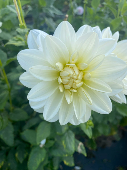 Bride to Be Dahlia Tuber – Waterlily White 4–5" Blooms