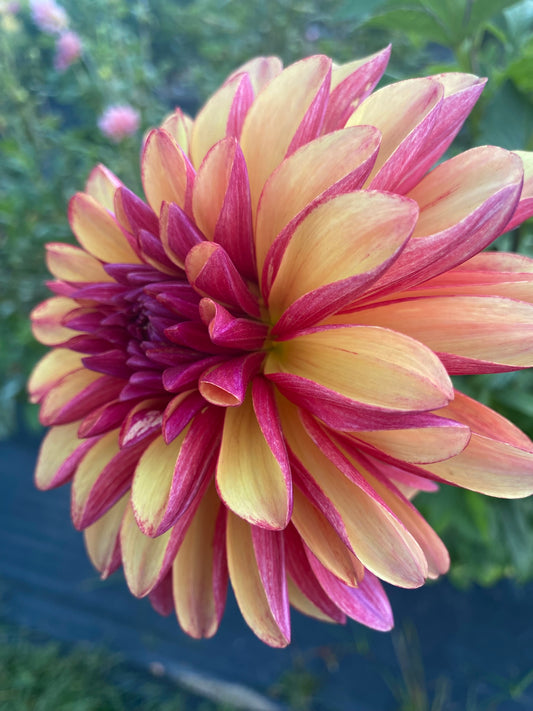 Gitts Crazy Dahlia Tuber Stellar Dark Blend 4–6" Blooms