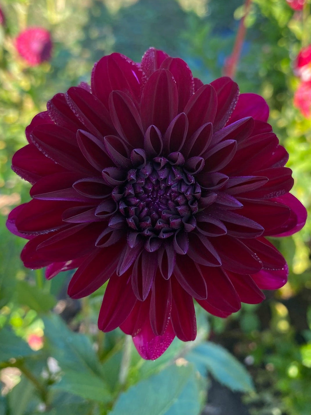 Close-up of a dark purple flower with a blurred garden background