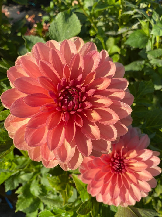 Two pink dahlias with green leaves in the background
