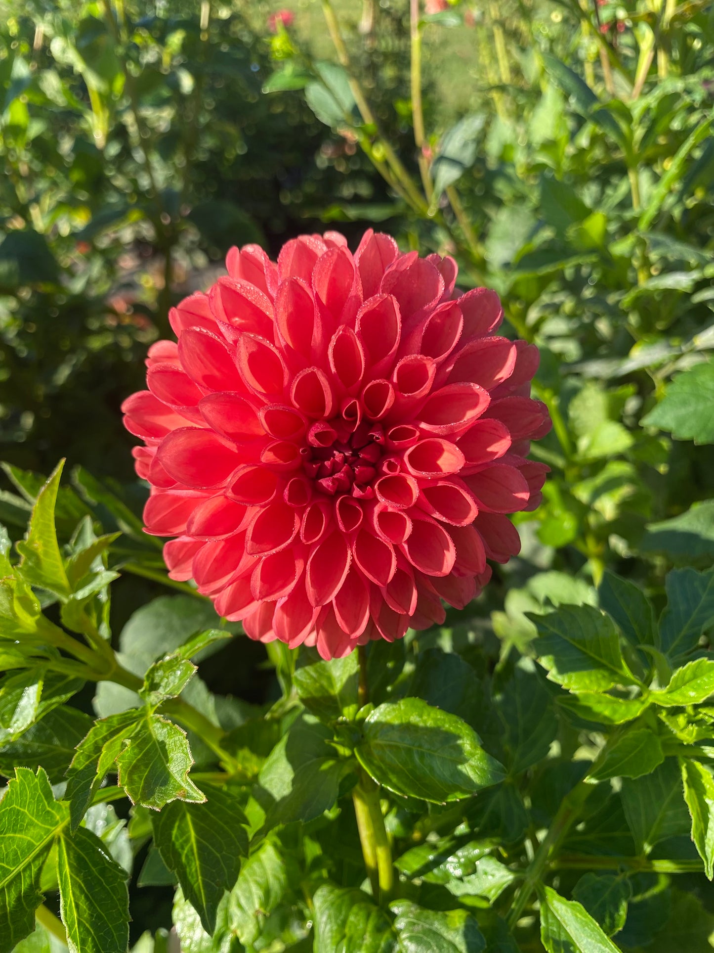 Chimacum Nadjae Dahlia Tuber Formal Decorative Dark Pink 4" Blooms