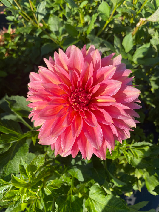 Kenora Lisa Dahlia Tuber – Formal Decorative Coral  6" Blooms