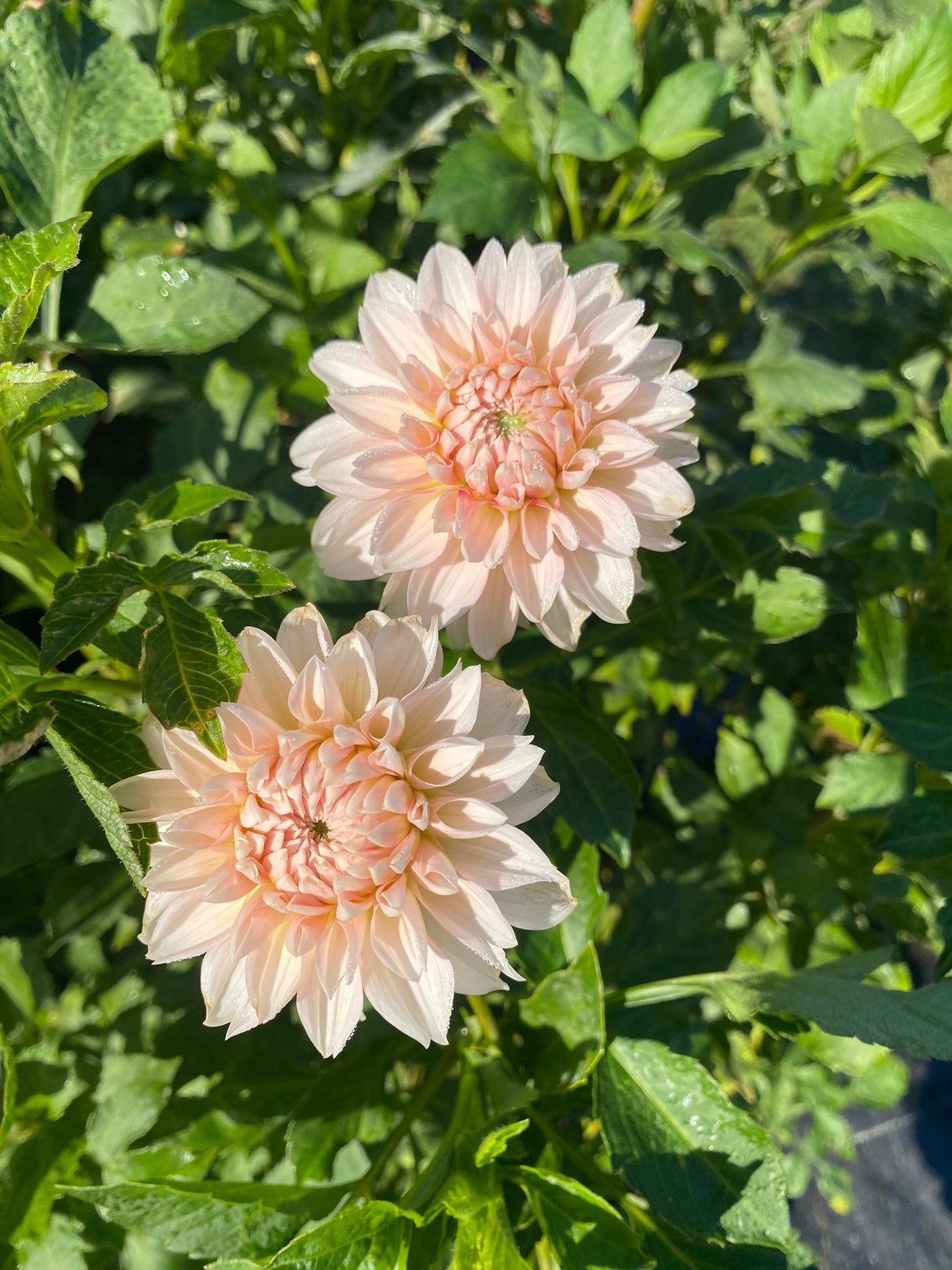 Budapest Blush Dahlia Tuber Stellar – 2-3" Blooms