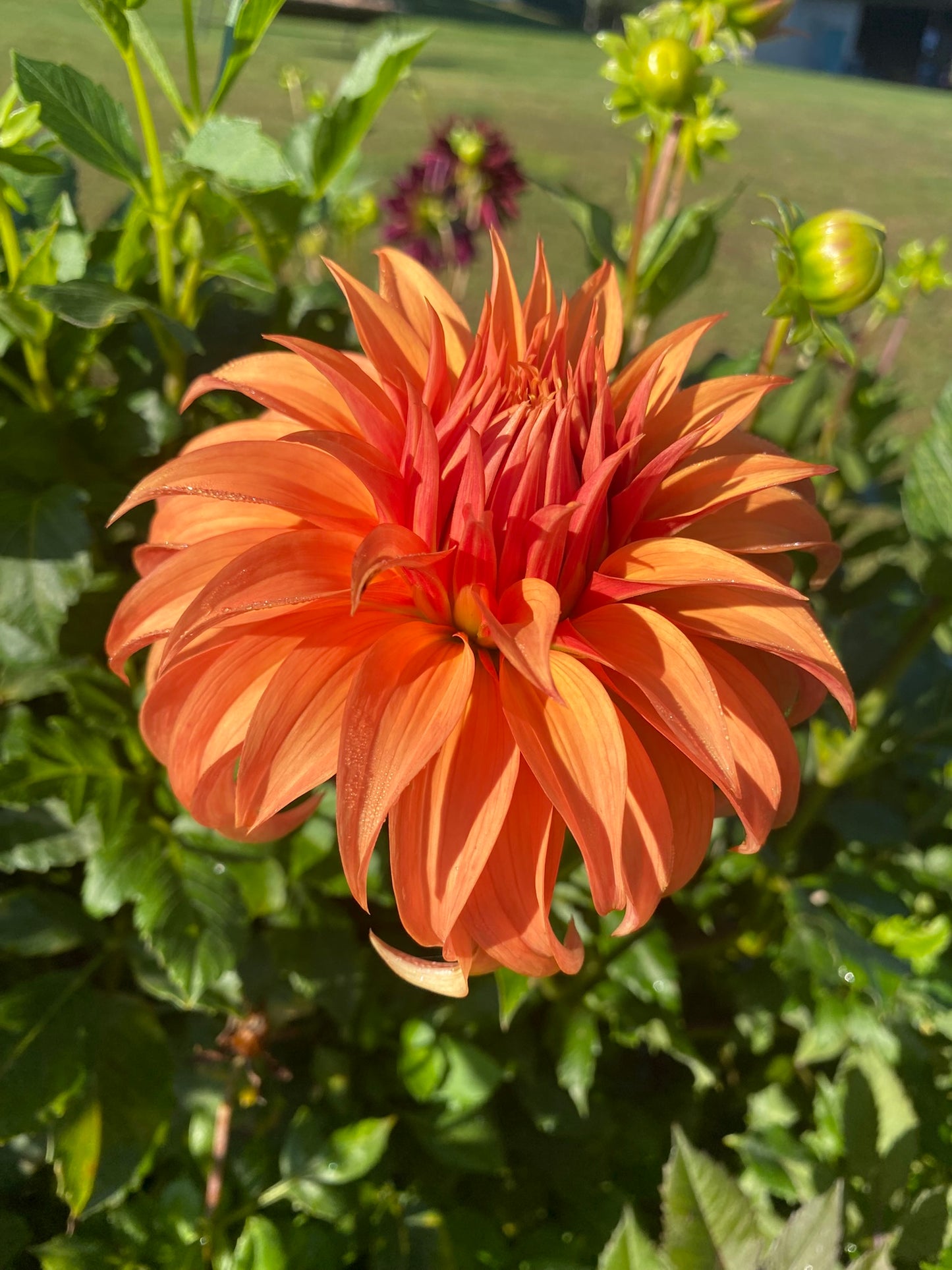 Bloomquist Jean Dahlia Tuber – Informal Decorative Orange 6" Blooms