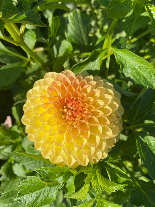Blyton Softer Gleam Dahlia Tuber Ball Light Blend 3–4" Blooms