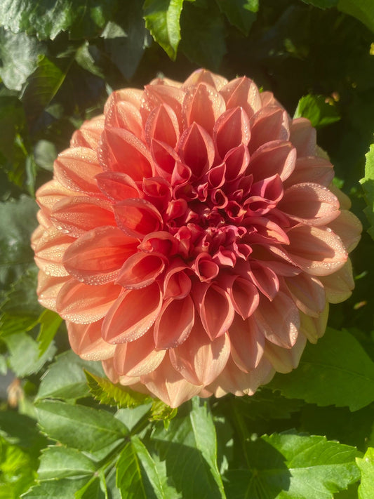 Pink dahlia flower with green leaves in the background