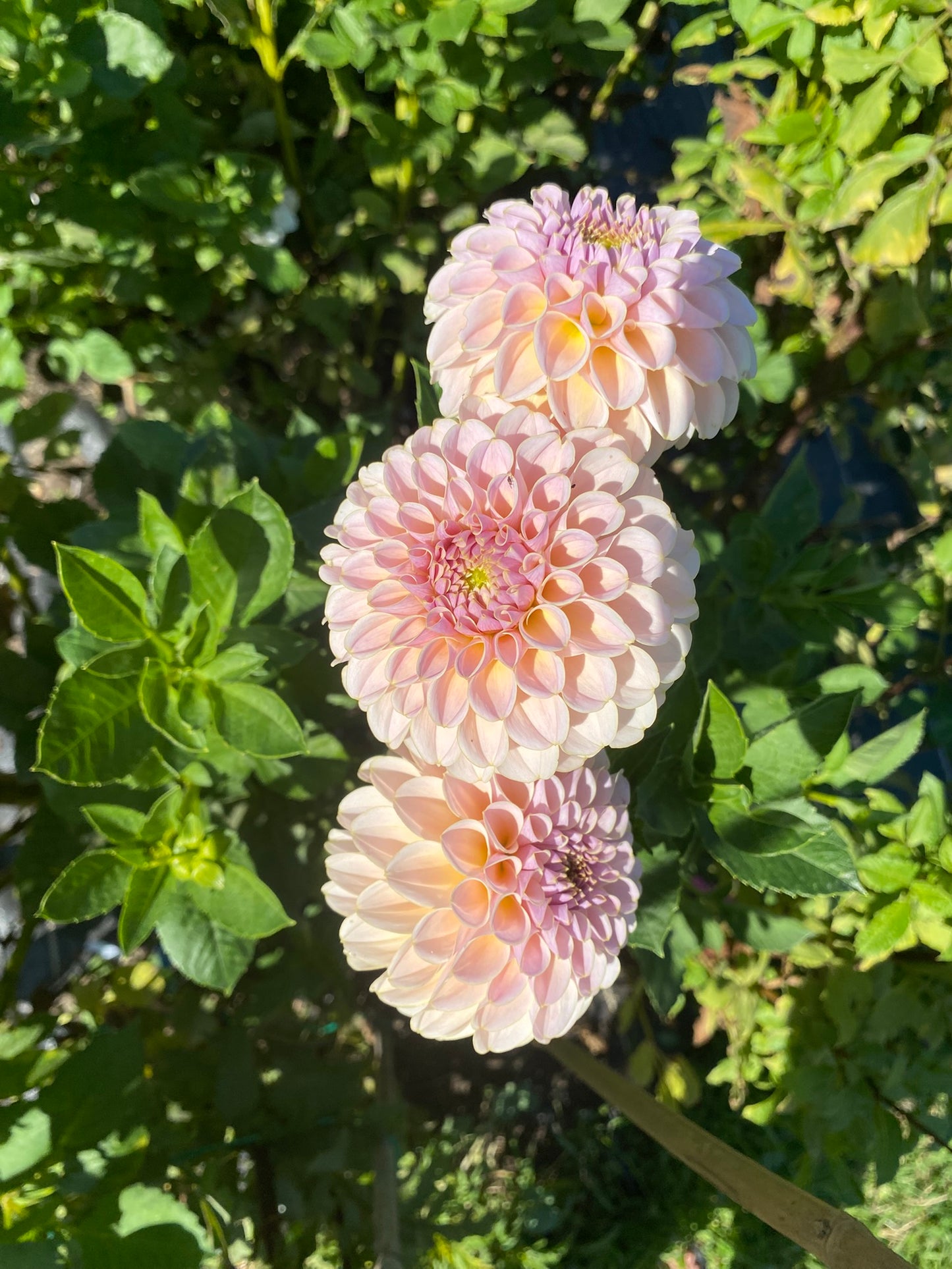 KA Cinder Rose Dahlia Tuber – Formal Decorative  Light Blend 5" Blooms