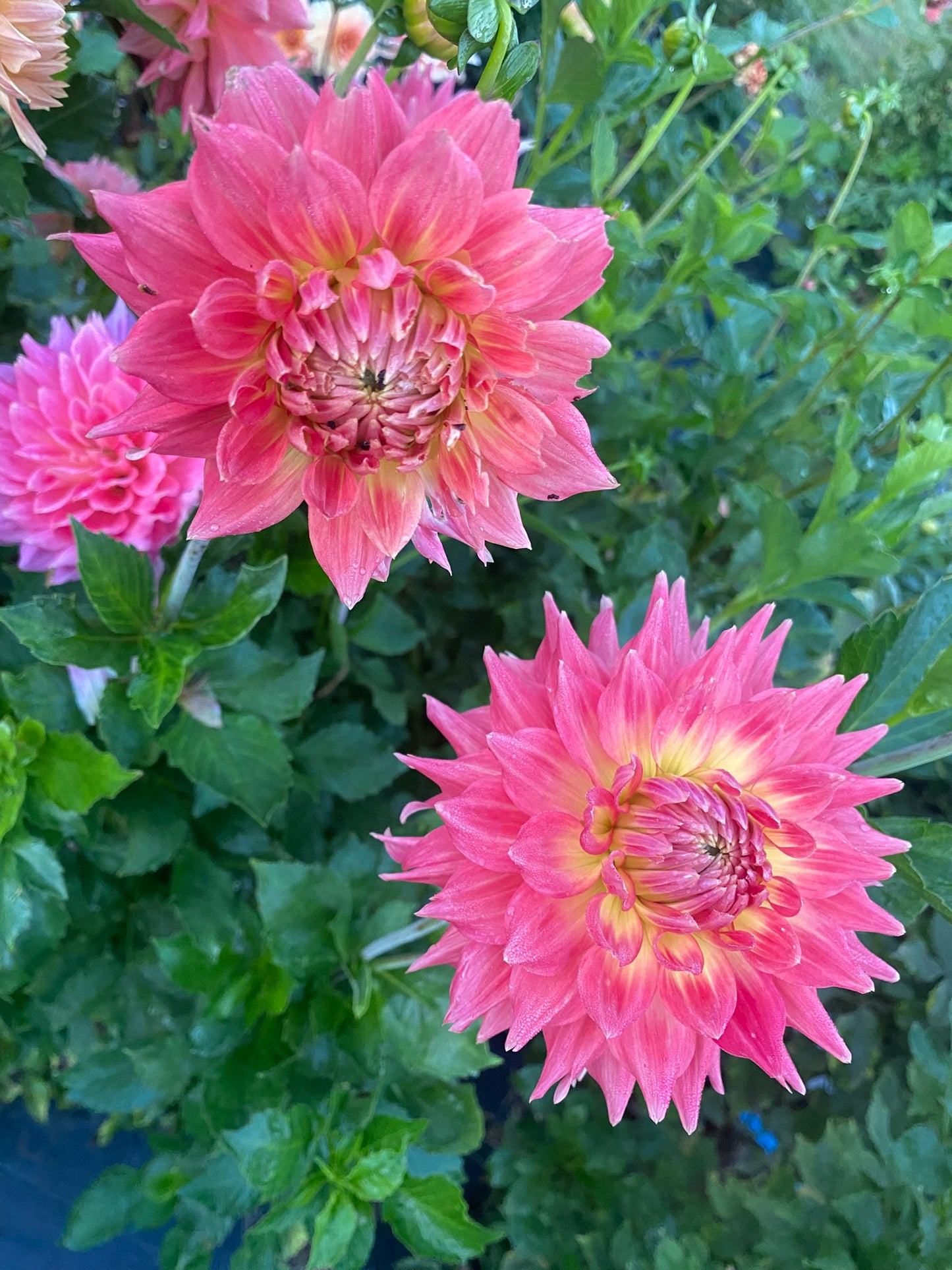 Amelia Jay Dahlia Tuber  Dark Pink Semi-Cactus 4–6" Blooms