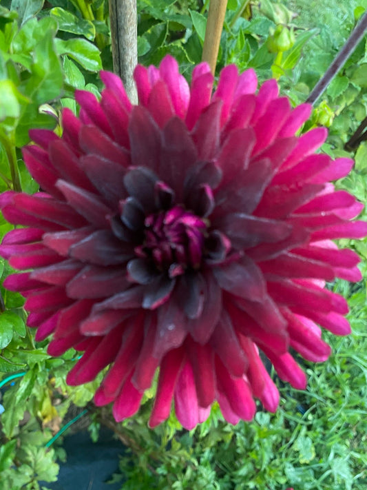 Close-up of a vibrant pink flower with green leaves in the background