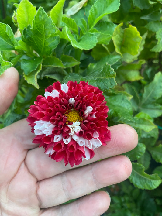 York and Lancaster Dahlia Tuber Miniature Ball Bicolor Red and White 2–3" Blooms