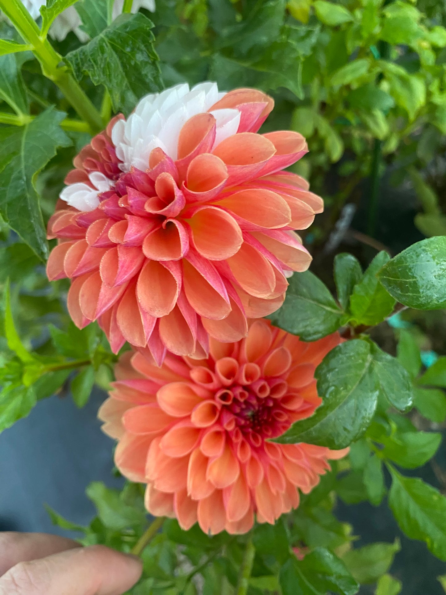 LLDF Finley Dahlia Tuber Miniature Formal Decorative Bronze 3" Blooms