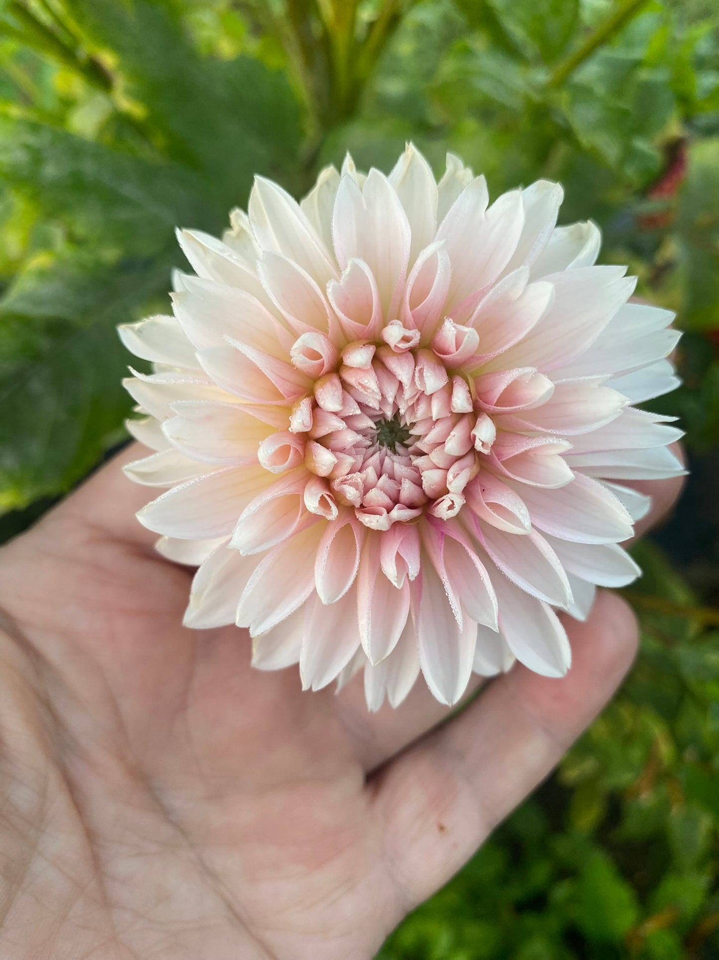 Budapest Blush Dahlia Tuber Stellar – 2-3" Blooms