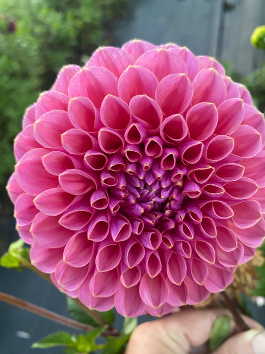 GC Pink Lemonade Dahlia Tuber Small Formal Decorative Pink 4–5" Blooms