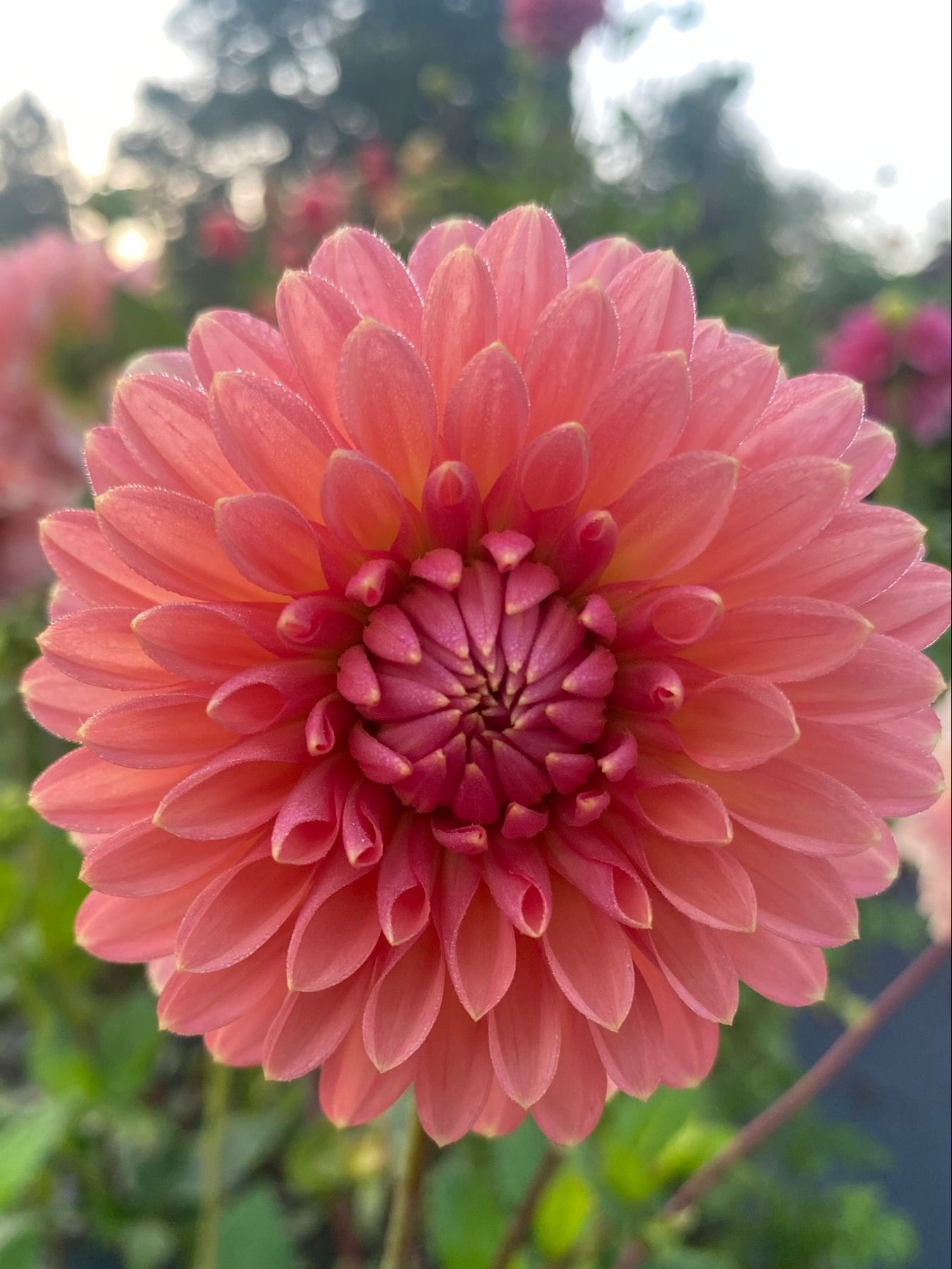 Close-up of a pink flower with a blurred natural background