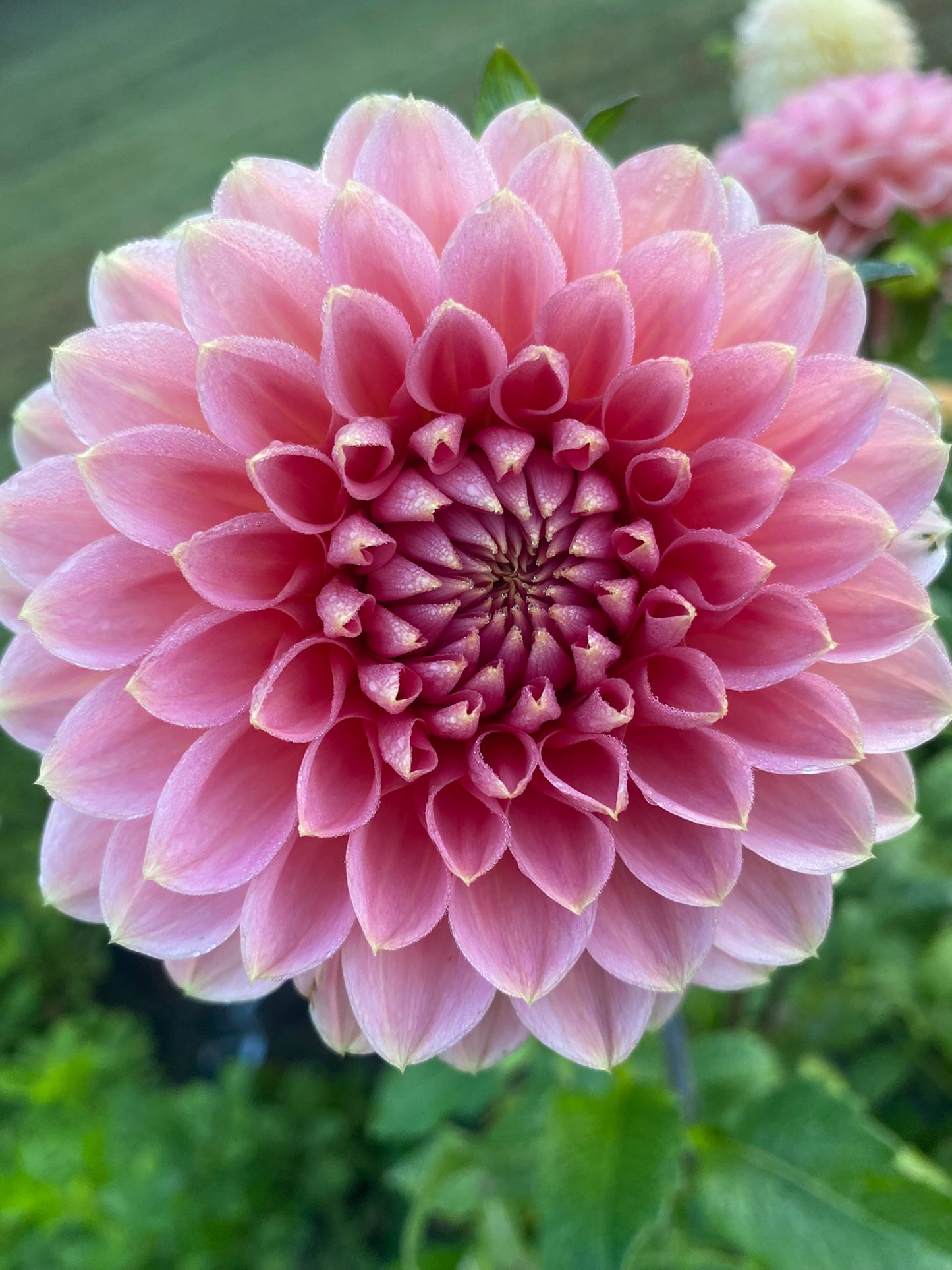 Askwith Minnie Dahlia Tuber – Dark Pink Formal Decorative 5-6" Blooms