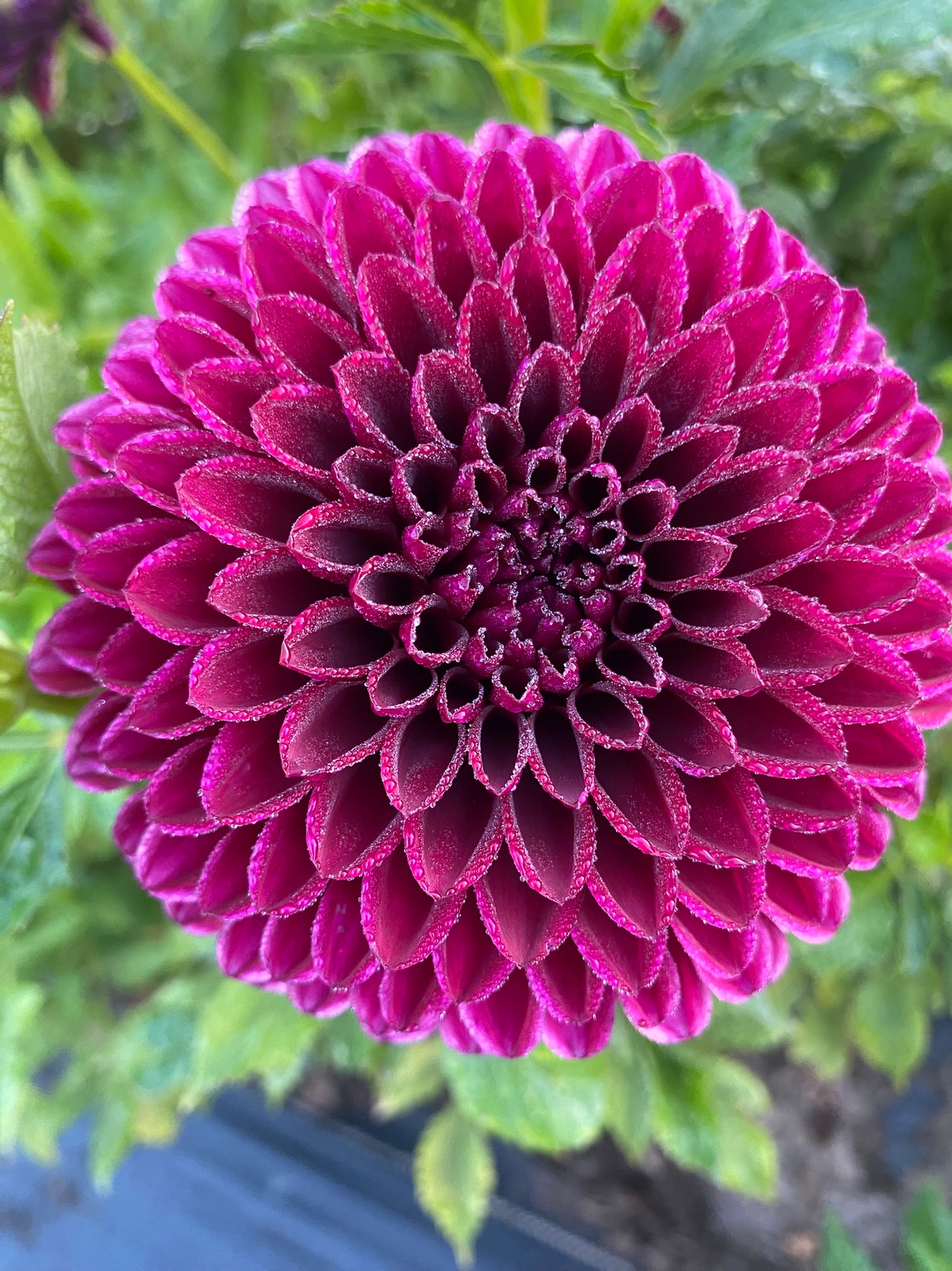 Barbarry Aloha Dahlia Tuber BB Formal Decorative Dark Red 6" Blooms