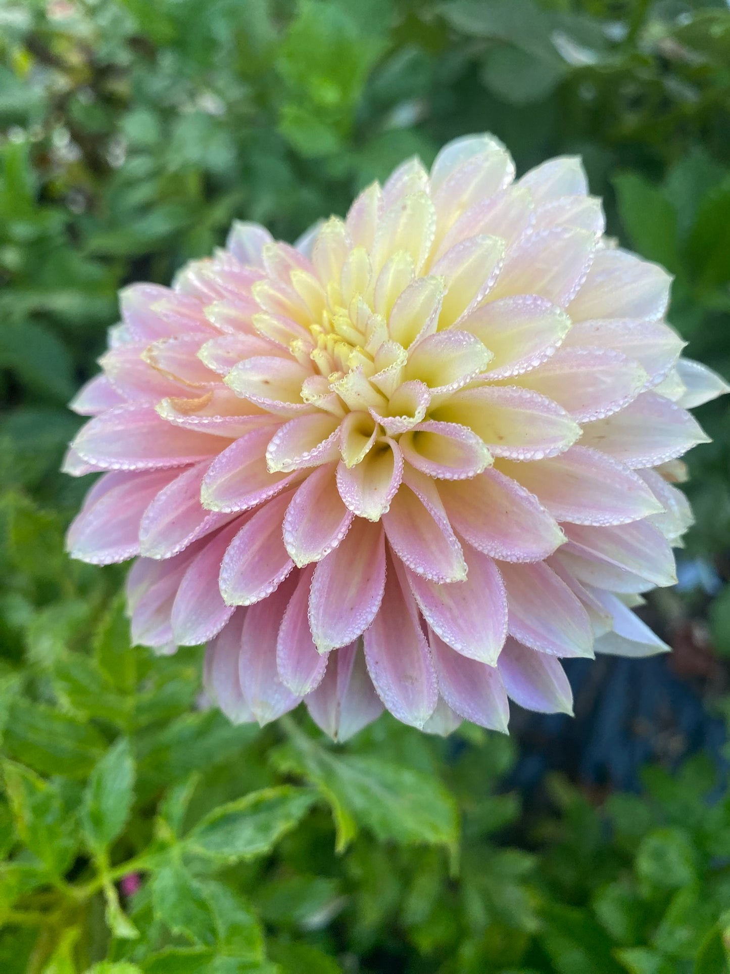 Bloomquist Essence Dahlia Tuber – Miniature Formal Decorative Pink 3" Blooms