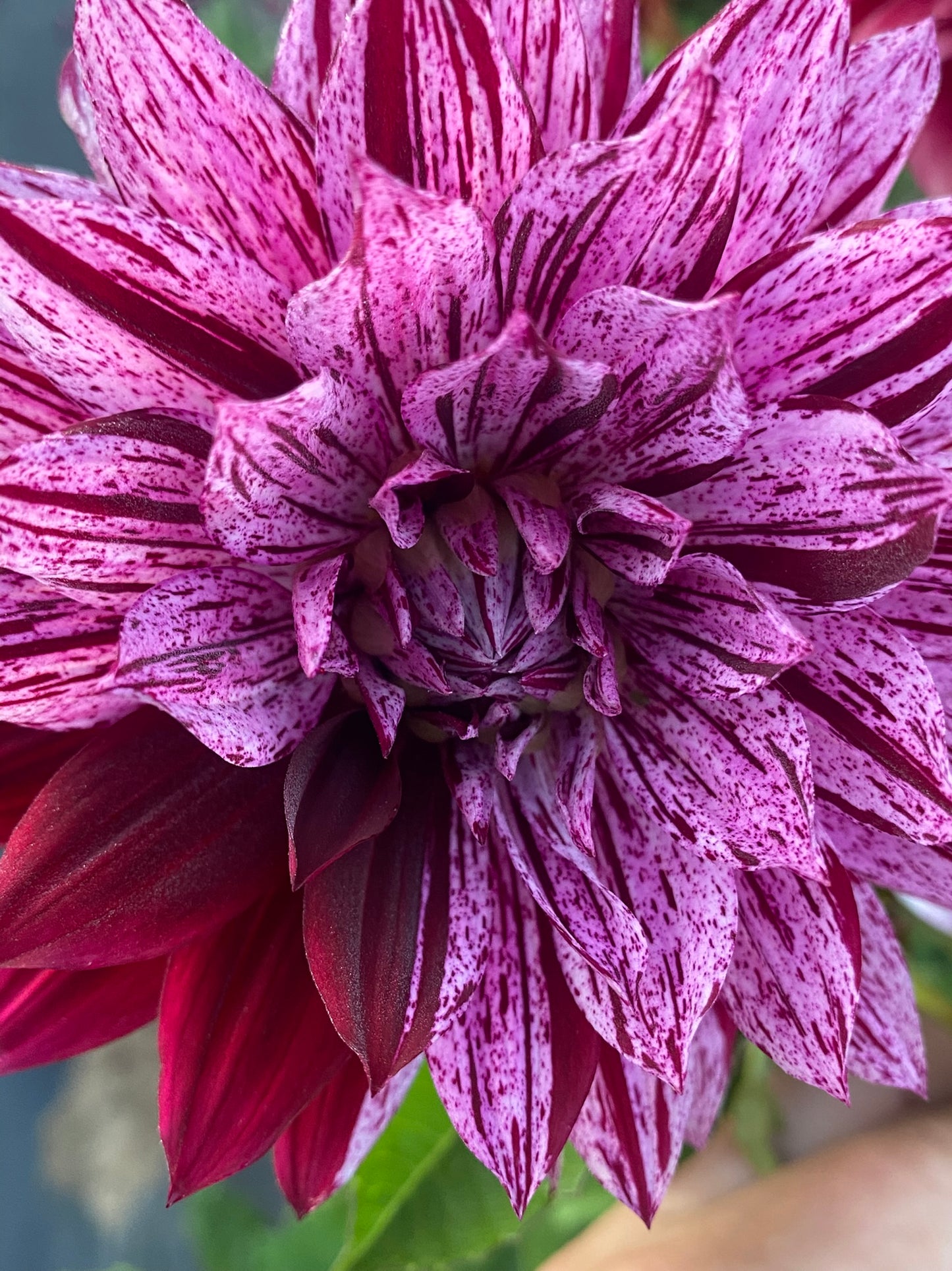 Hollyhill Bewitched Dahlia Tuber – Variegated Formal Decorative Lavender Dark Blend 5–6" Blooms, ~4–5 ft