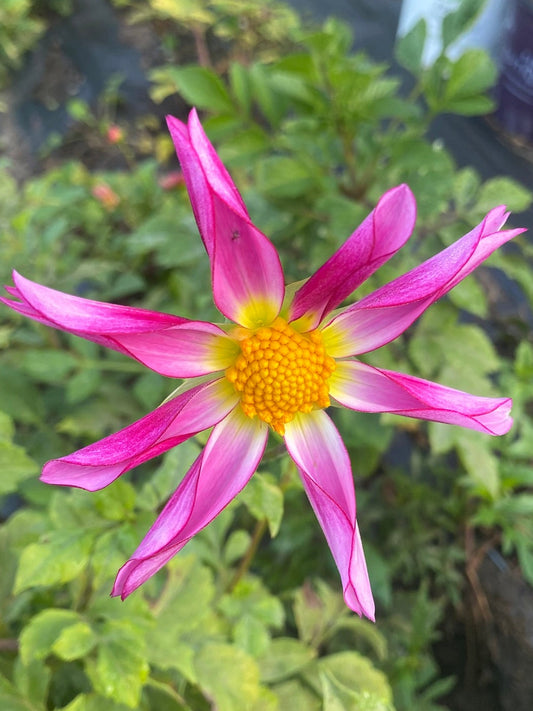 Honka Pink Dahlia Tuber Orchid Pink 4–6" Blooms