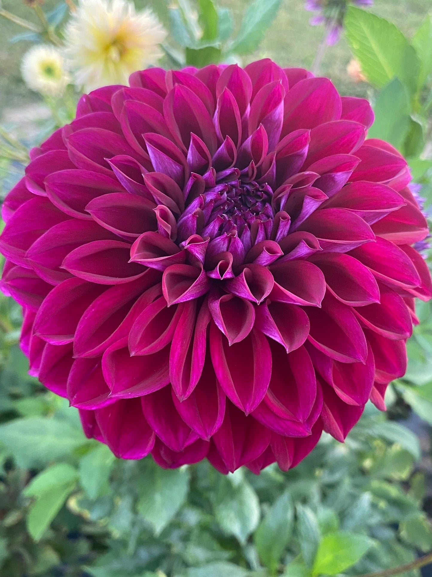 Close-up of a vibrant purple flower with green leaves in the background
