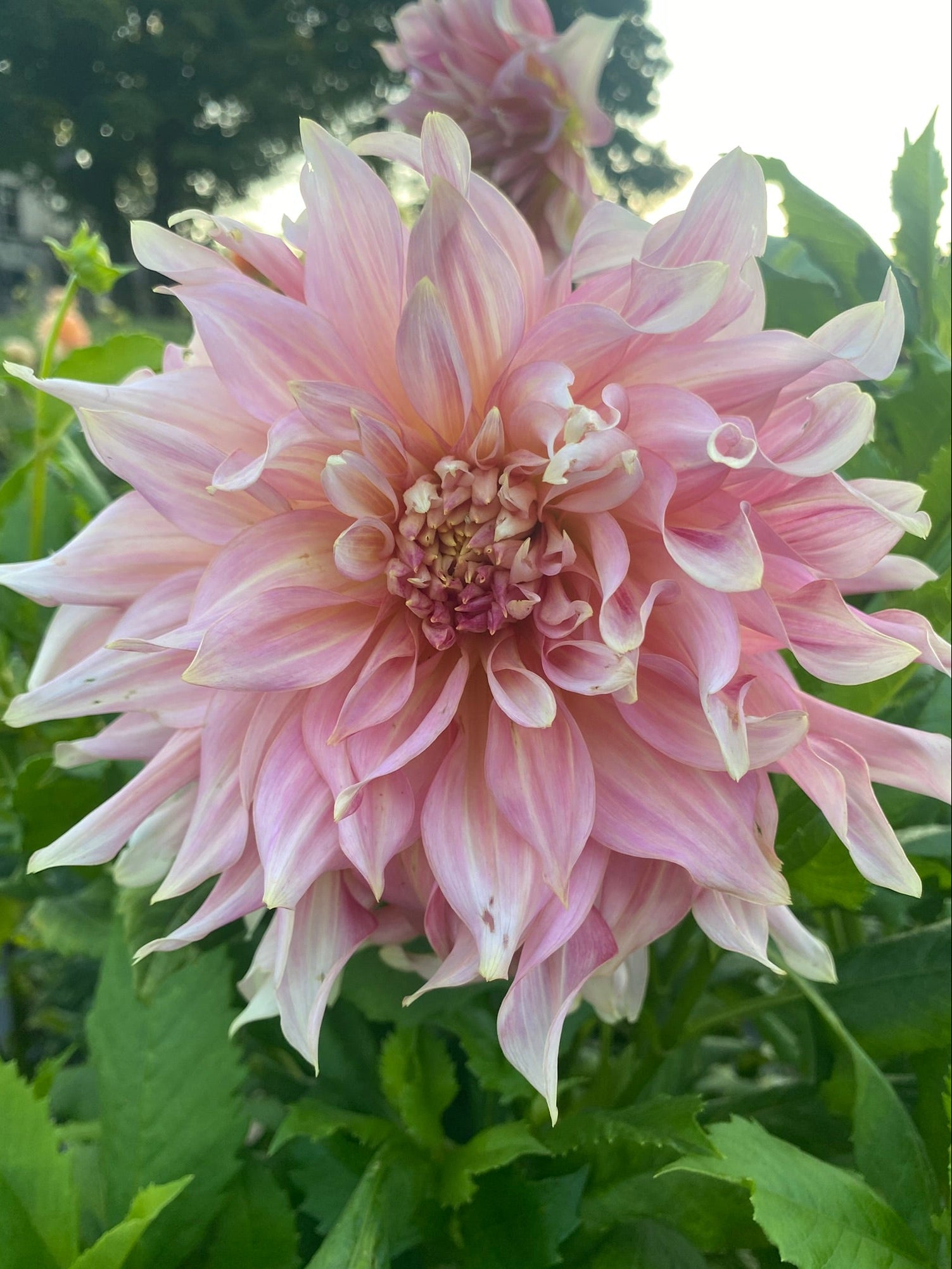 Pink dahlia flower with green leaves in the background