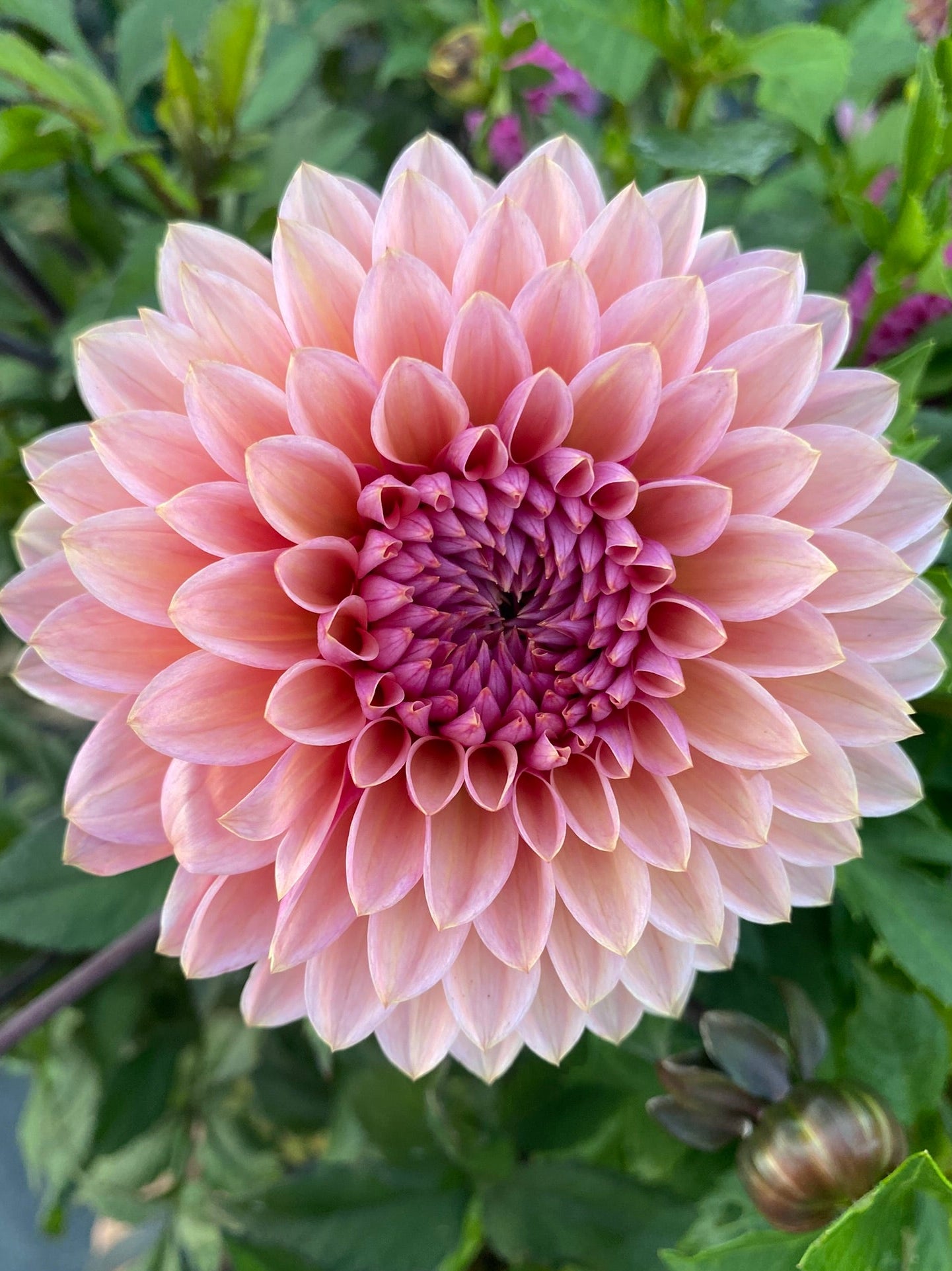 Pink flower with a green background