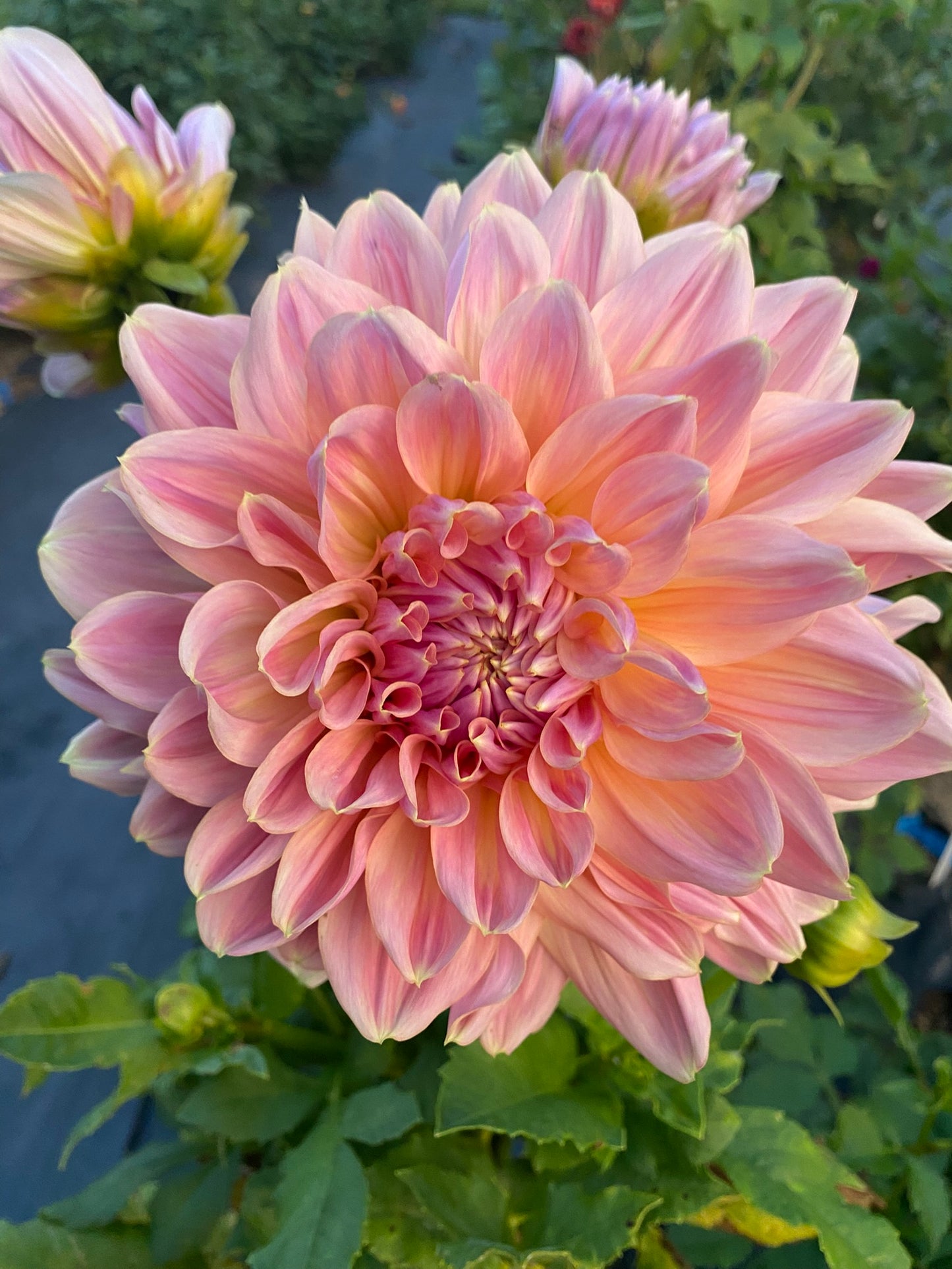 Mingus Philip Sr Dahlia Tuber Informal Decorative Light Blend 10–12" Blooms