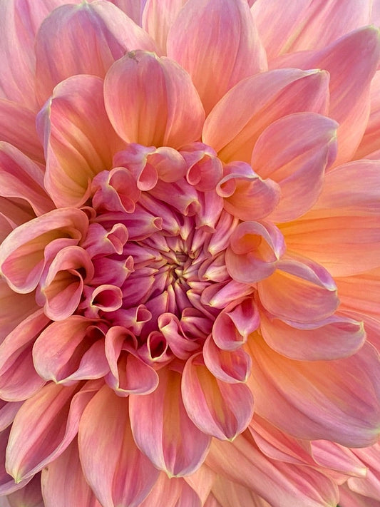 Pink dahlia flower with green leaves in a garden setting