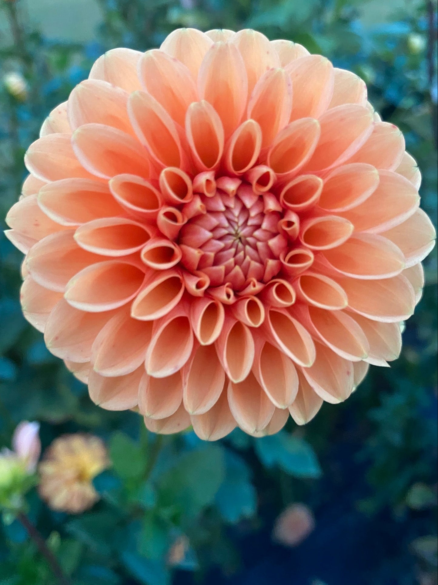Close-up of a peach-colored dahlia flower with a blurred green background
