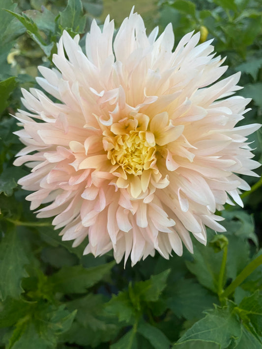 Hapet Champagne Dahlia Tuber – Laciniated, Light Blend, 6–8" Bloom