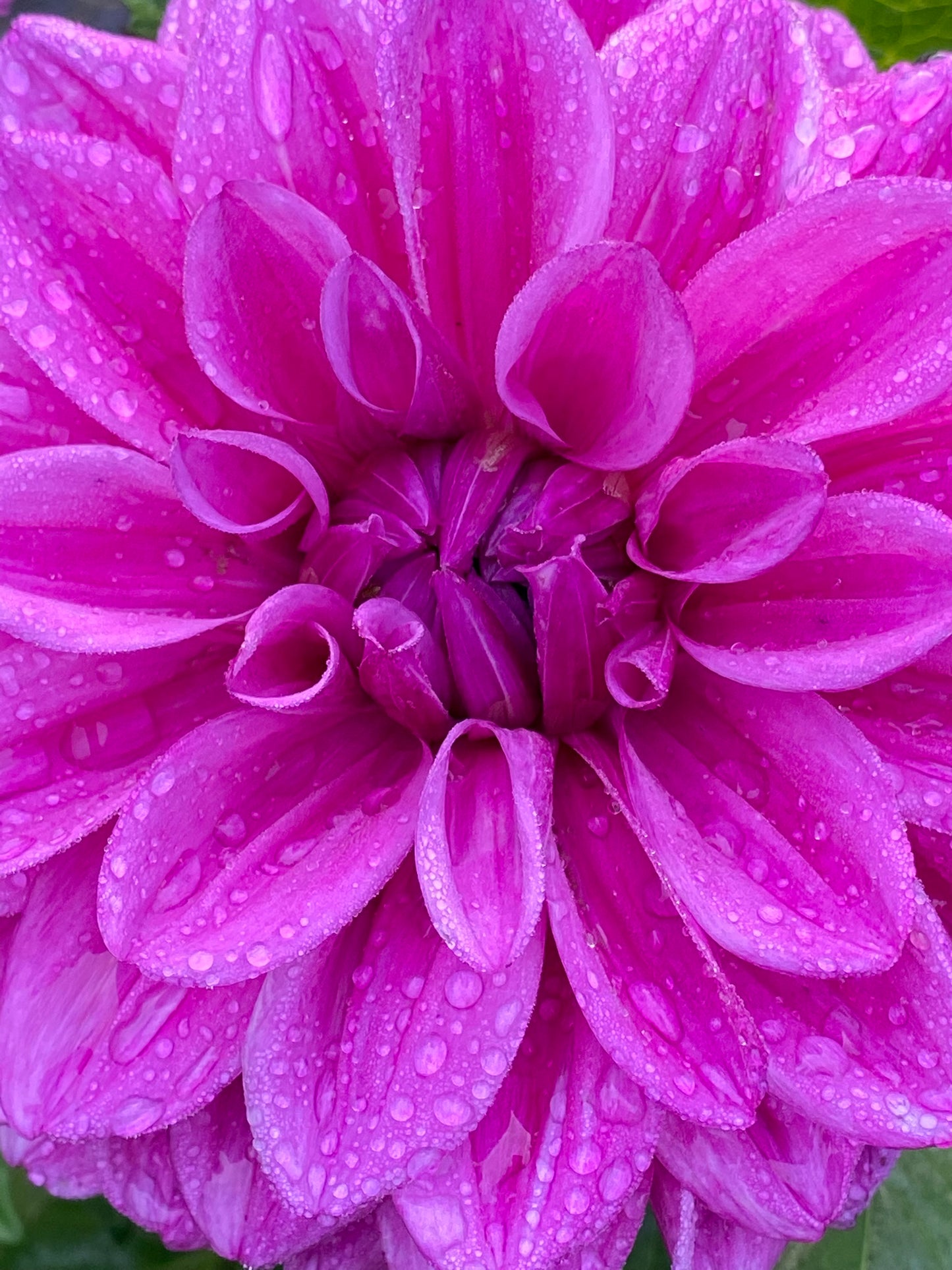 EA-25-BP Dahlia Tuber – Formal Decorative Bright Purple 6–8" Blooms