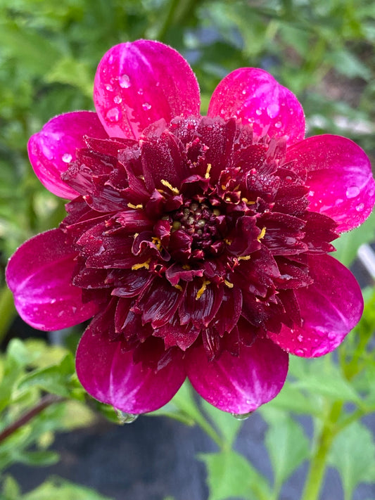 Rock Star Dahlia Tuber Anemone Dark Red 4" Blooms