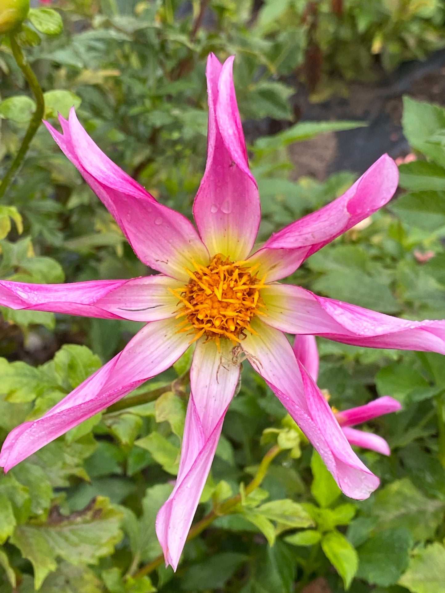 Honka Pink Dahlia Tuber Orchid Pink 4–6" Blooms