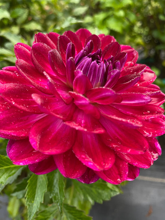 Sandia Bertha Dahlia Tuber Waterlily Purple 4–6" Blooms