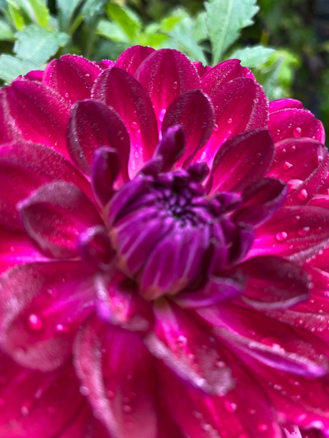 Close-up of a vibrant pink flower with water droplets on petals.
