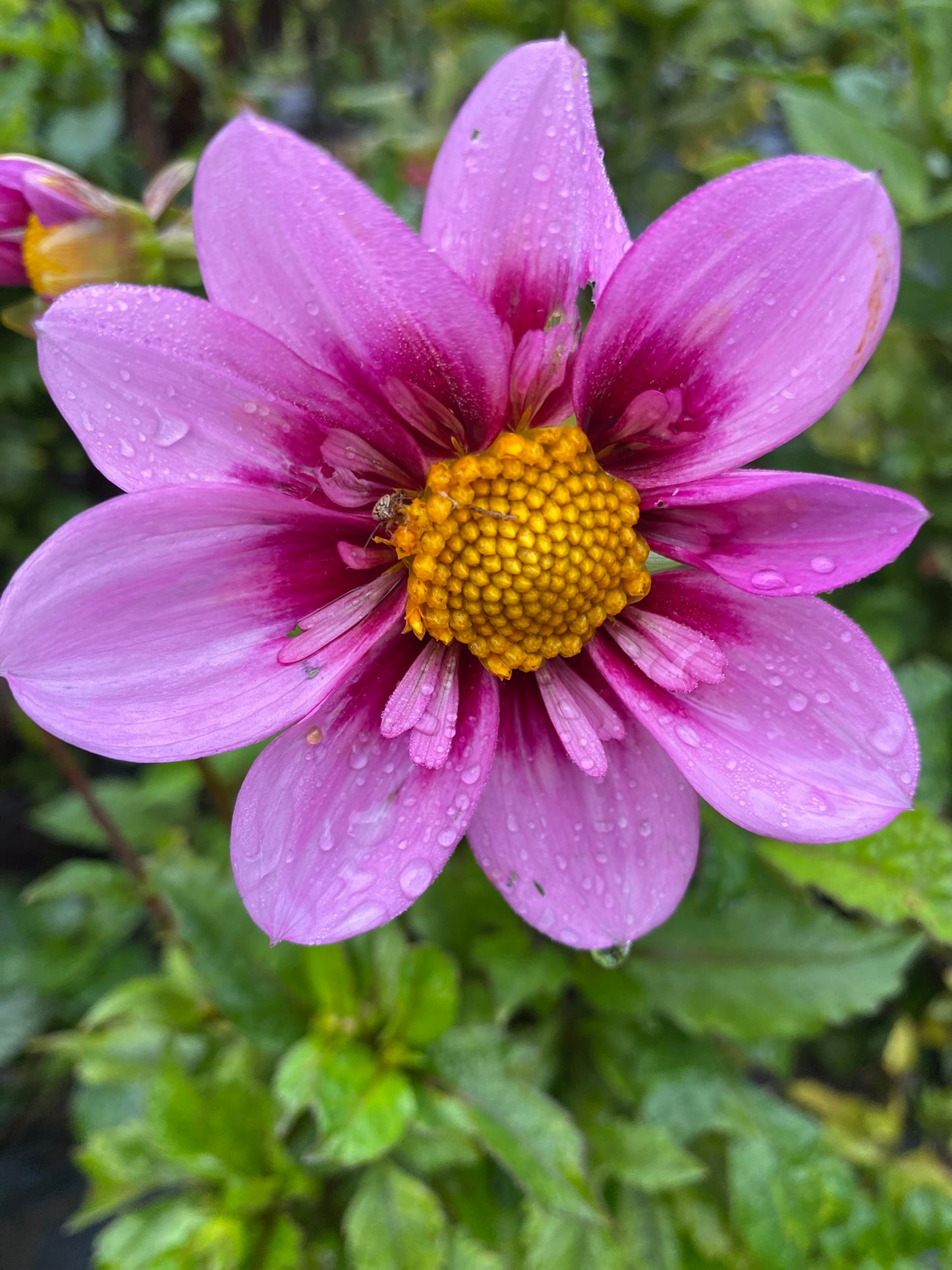 Bloomquist Sweet Dahlia Tuber Collarette Dark Blend 3–4" Blooms